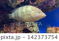 石斑魚的影像 142373754