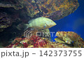 石斑魚的影像 142373755