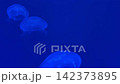 水母視頻 142373895