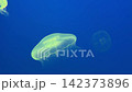 水母視頻 142373896