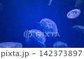 水母視頻 142373897