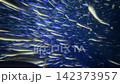 沙丁魚游泳 142373957