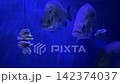 赤瞳的影像 142374037