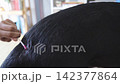 Close up of hands applying medicine to a wound on a black dog using a cotton swab 142377864