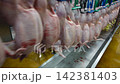 Fresh Whole Chickens Hanging on Processing Line in Poultry Processing Facility 142381403