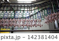 Fresh Whole Chickens Hanging on Processing Line in Poultry Processing Facility 142381404