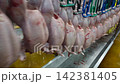 Fresh Whole Chickens Hanging on Processing Line in Poultry Processing Facility 142381405