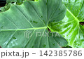 Fresh green leaves 142385786
