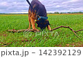 Playful german shepherd chewing a wooden stick in a green field 142392129