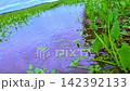 Water flowing gently through a lush green marshland 142392133
