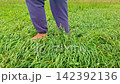 Person walking barefoot on a lush green grass meadow 142392136