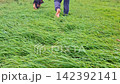 Barefoot person walking with german shepherd puppy in tall grass 142392141
