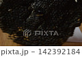 Close up of a dark textured natural honeycomb structure indoors bee hive wax 142392184