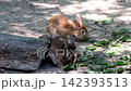 Two brown rabbits eat leaves near a log. Sunlight filters through trees overhead. Dappled shadows cover the dirt ground. Green foliage surrounds the rabbits. They nibble leaves with quiet focus 142393513