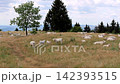 White cattle graze in open field under cloudy sky. Trees stand tall, casting shadows on golden grass. Herd moves slowly through natural pasture landscape. Animals graze peacefully 142393515