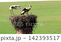 Five white storks perch atop a large nest on a brick chimney. Green fields stretch wide behind the nest structure. The birds appear calm, some turning heads or adjusting positions 142393517