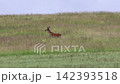 A deer is running down a grassy slope. The animals move naturally across open fields. The grass sways gently in the wind. Wildlife captured in its natural habitat 142393518