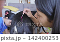 Close up of hands applying medicine to a wound on a black dog using a cotton swab 142400253