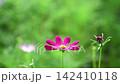 Pink Cosmos Flower blooming and shaking wind in garden. 142410118