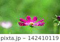 Pink Cosmos Flower blooming and shaking wind in garden. 142410119
