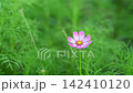 Pink Cosmos Flower blooming and shaking wind in garden. 142410120