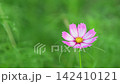 Pink Cosmos Flower blooming and shaking wind in garden. 142410121