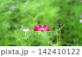 Pink Cosmos Flower blooming and shaking wind in garden. 142410122