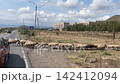 Sheep flock crossing rural road in slow motion 142412094