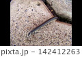 A close-up of a black centipede crawling 142412263