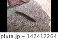 A close-up of a black centipede crawling 142412264