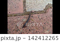 A close-up of a black centipede crawling 142412265