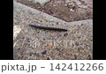 A close-up of a black centipede crawling 142412266