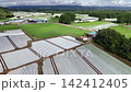緑と白のコントラストが美しい早朝のレタス街道Lettuce St.・ドローン空撮（長野県南佐久郡） 142412405