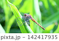 一隻紅色的蜻蜓停在薑葉上。 142417935