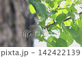一隻蟬棲息在李樹樹幹上（逐針拍攝） 142422139