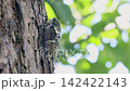 一隻蟬棲息在李樹樹幹上（逐針拍攝） 142422143