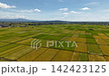 新潟縣稻田景色，稻穀已經成熟。 142423125