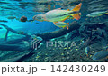 Freshwater fish swimming around submerged logs in the Plata River 142430249