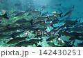 Freshwater fish swimming in schools over the aquatic plants of the Plata River. 142430251