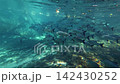 A large school of fish swimming along the rocky riverbed of the Plata River. 142430252