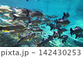 A school of freshwater fish swimming over the rocky riverbed of the Plata River. 142430253