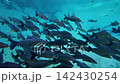 A school of freshwater fish swimming among the aquatic plants and rocky riverbed of the Plata River. 142430254