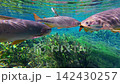 Freshwater fish swimming among aquatic plants in Bonito's Aquario Natural 142430257
