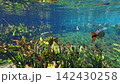 Freshwater fish swimming among the tall aquatic plants of Aquario Natural 142430258