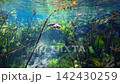 Freshwater fish swimming among the dense aquatic plants of Aquario Natural 142430259