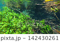Freshwater fish swimming among the sun-drenched aquatic plants in Aquario Natural 142430261