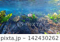 Freshwater fish swimming among the aquatic plants and riverbed of Aquario Natural 142430262