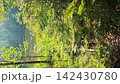 Sunlight filters through dense green forest foliage onto a calm lake 142430780