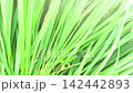 Video 4K of motion from wild of long green grass blades forming a lush. Swaying gently in the breeze. Vibrant natural pattern and texture. 142442893