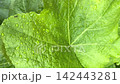 Raindrops and green leaves 142443281